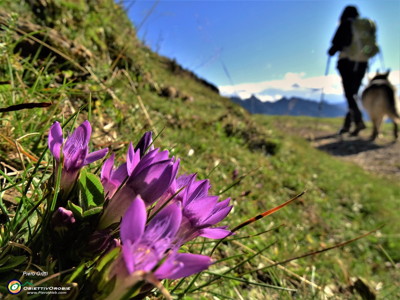 01 Gentianella (Genzianella) baciata dal sole, ma spira forte  freddo vento da nord.JPG